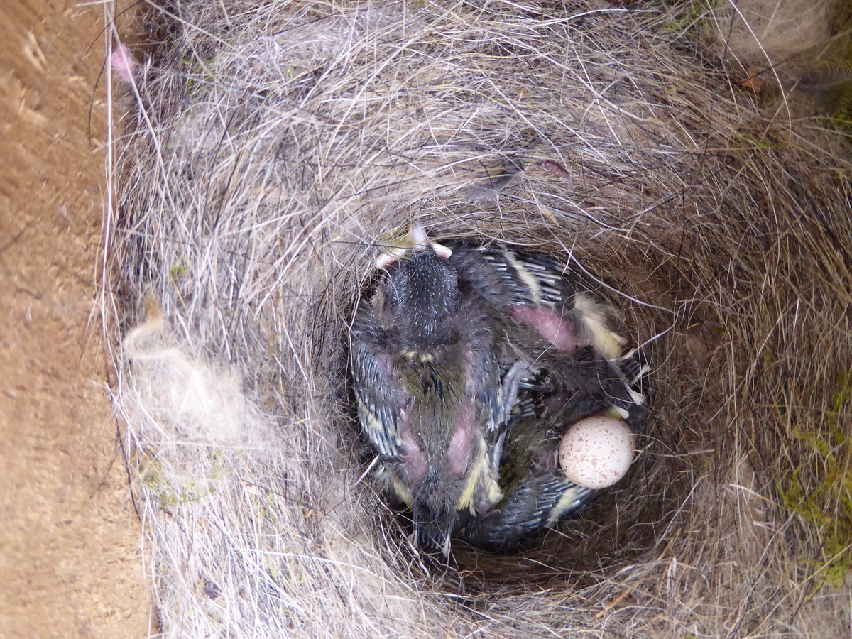 D Great Tit 030521